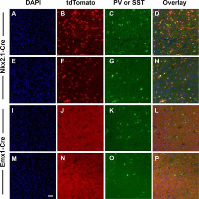 Behavioral and Neuroanatomical Consequences of Cell-Type Specific Loss of Dopamine D2 Receptors in the Mouse Cerebral Cortex